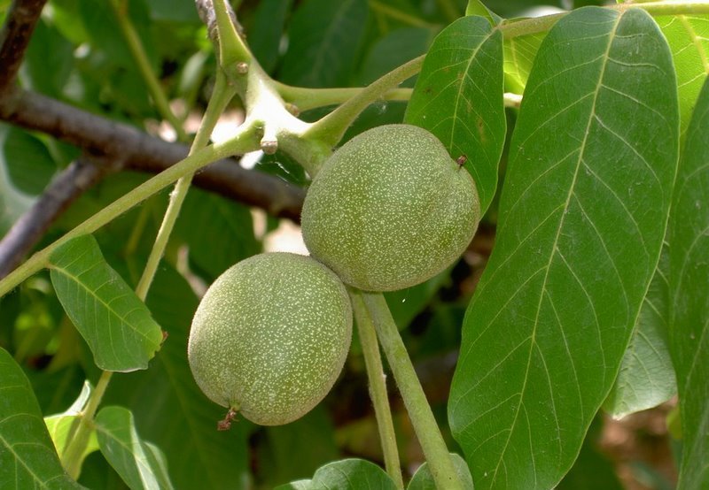 Грецкий орех в СЦ Корекозево