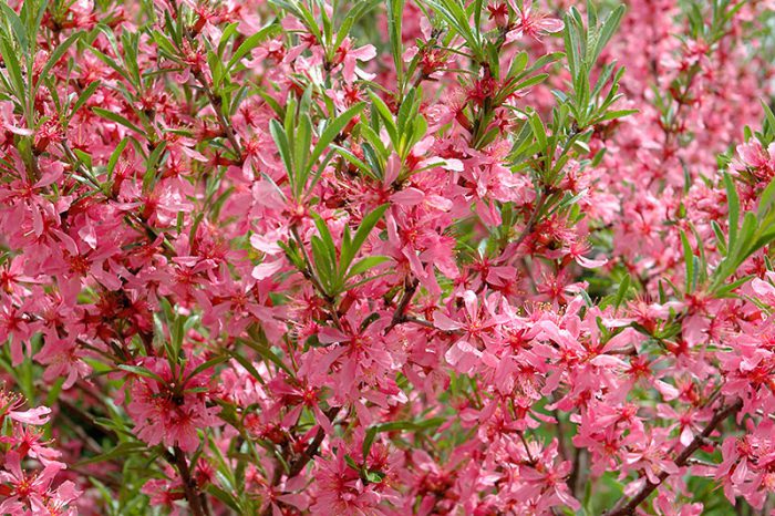 Миндаль в СЦ Корекозево