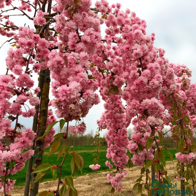 Сакура в СЦ Корекозево