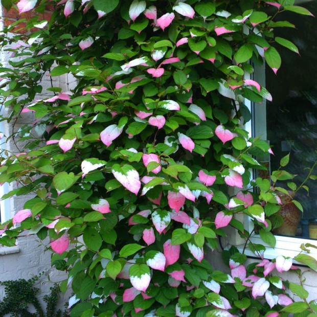 Лианы в каталоге СЦ Корекозево