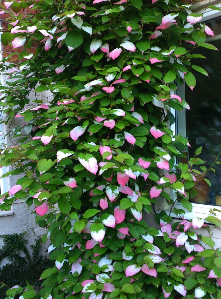 Лианы в СЦ Корекозево