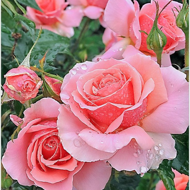 Розы в каталоге СЦ Корекозево