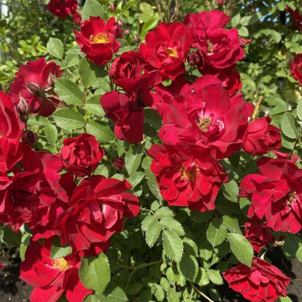 Миниатюра категории Канадские розы