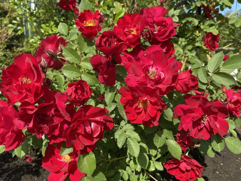 Канадские розы в СЦ Корекозево