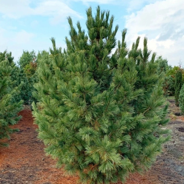 Миниатюра категории Кедр (сосна кедровая)