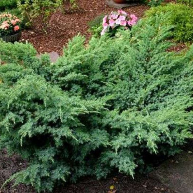 Миниатюра категории Можжевельник