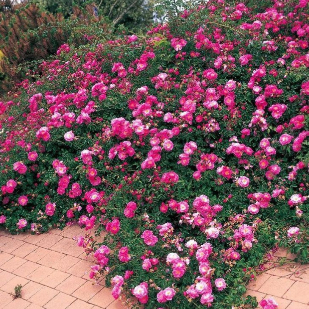 Миниатюра категории Почвопокровные розы