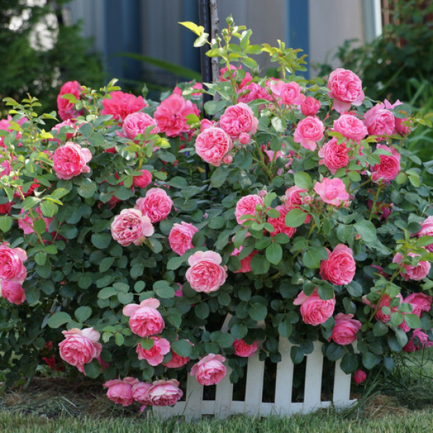 Миниатюра категории Шрабы (кустовые розы)