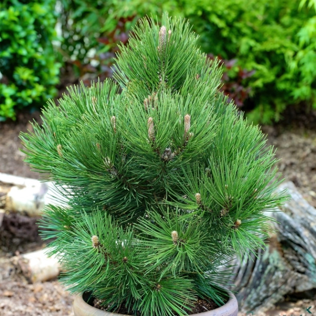 Миниатюра категории Сосна