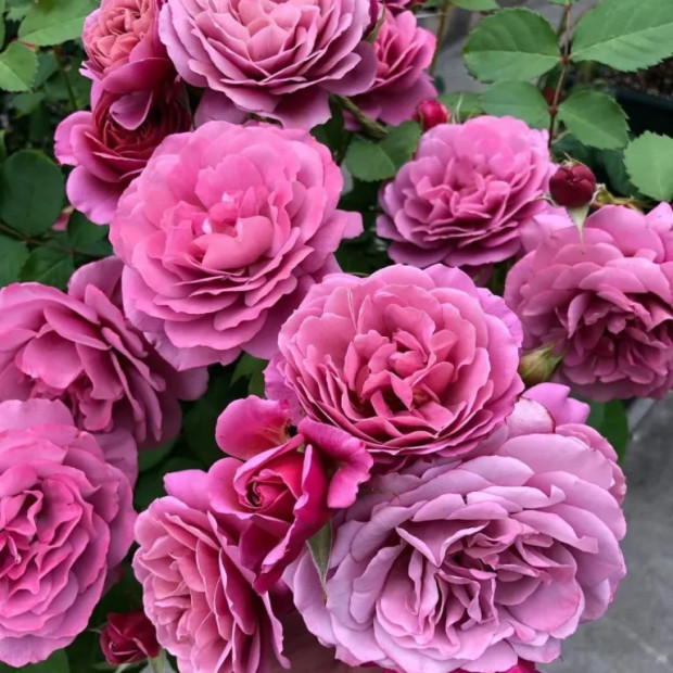 Миниатюра категории Японские розы