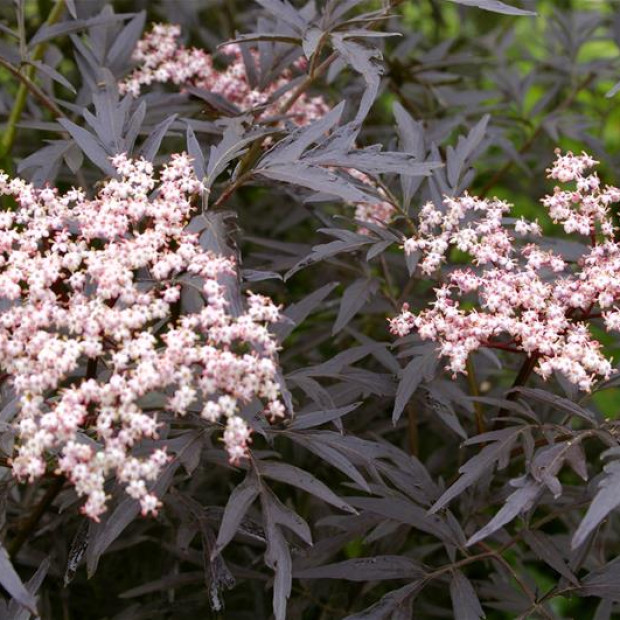 Миниатюра категории Бузина