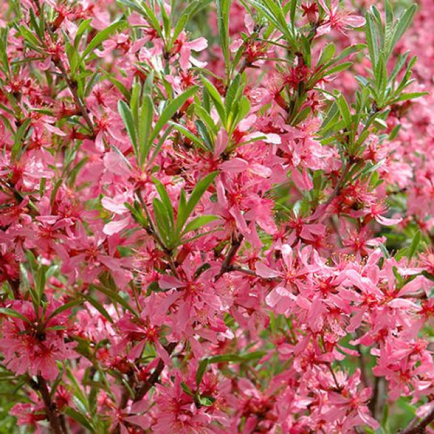 Миниатюра категории Миндаль