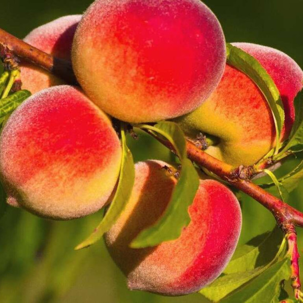 Миниатюра категории Персик