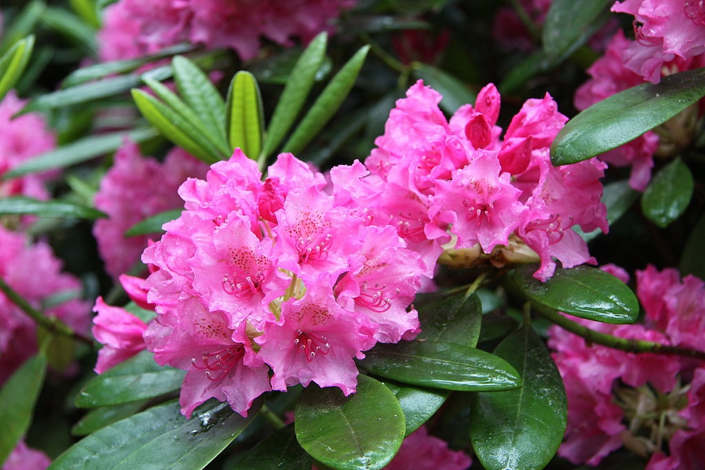 Рододендрон в СЦ Корекозево