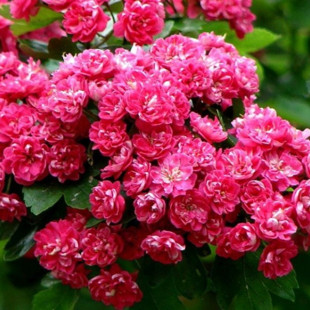 Миниатюра категории Боярышник декоративный