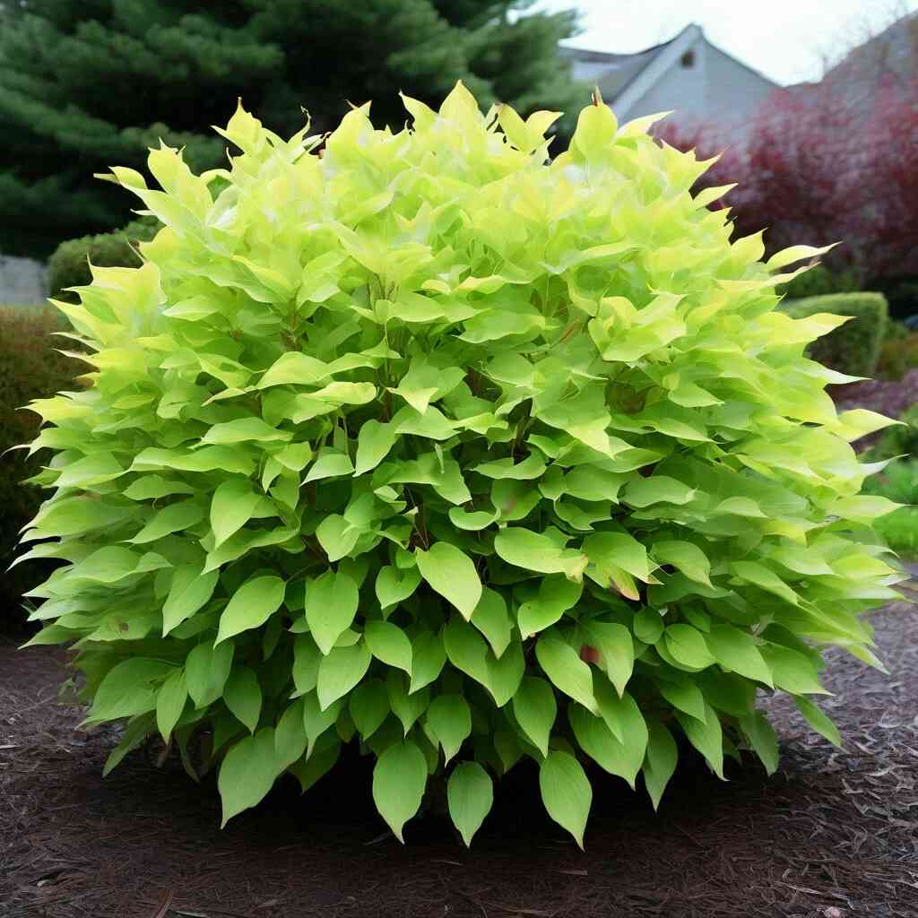 Дерен в СЦ Корекозево