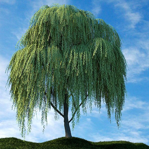 Ива в СЦ Корекозево