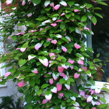 Лианы в каталоге СЦ Корекозево