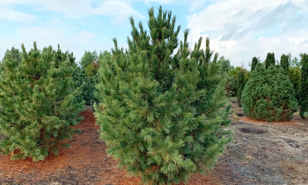 Кедр (сосна кедровая) в СЦ Корекозево