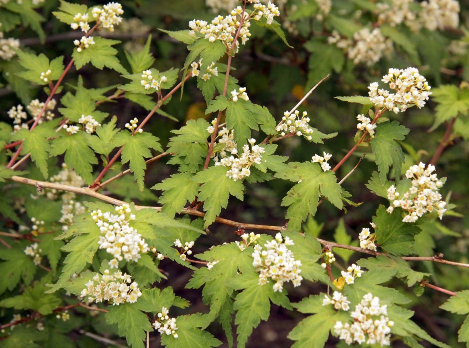 Стефанандра в СЦ Корекозево