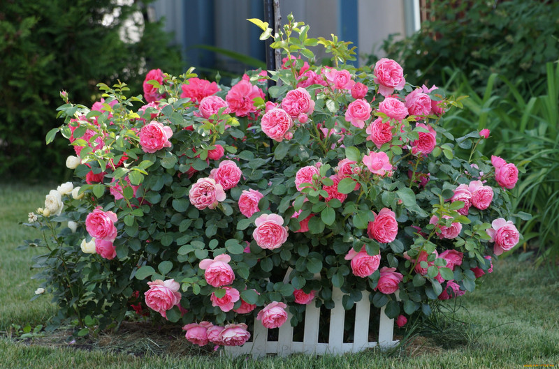 Шрабы (кустовые розы) в СЦ Корекозево