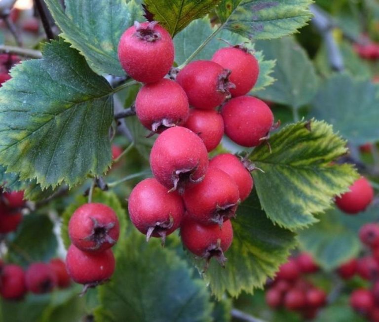Боярышник в СЦ Корекозево