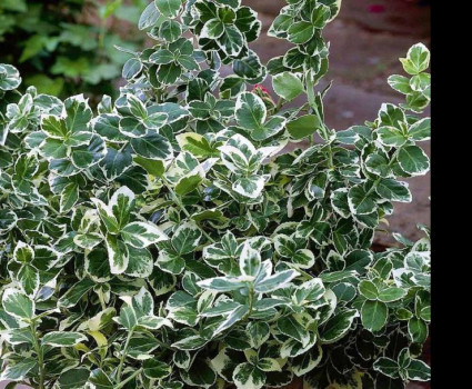 Бересклет Форчуна Эмеральд Гаети в каталоге СЦ Корекозево