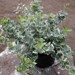 Миниатюра 4. Бересклет Форчуна Эмеральд Гаети в каталоге СЦ Корекозево