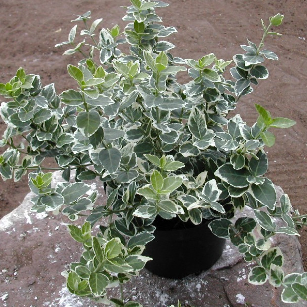 Фото 4. Бересклет Форчуна Эмеральд Гаети в каталоге СЦ Корекозево