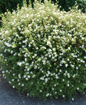 Лапчатка кустарниковая Абботсвуд в каталоге СЦ Корекозево