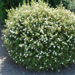 Миниатюра 1. Лапчатка кустарниковая Абботсвуд в каталоге СЦ Корекозево