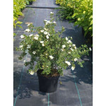 Миниатюра 3. Лапчатка кустарниковая Абботсвуд в каталоге СЦ Корекозево