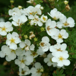 Миниатюра 2. Лапчатка кустарниковая Абботсвуд в каталоге СЦ Корекозево