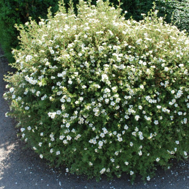 Фото 1. Лапчатка кустарниковая Абботсвуд в каталоге СЦ Корекозево