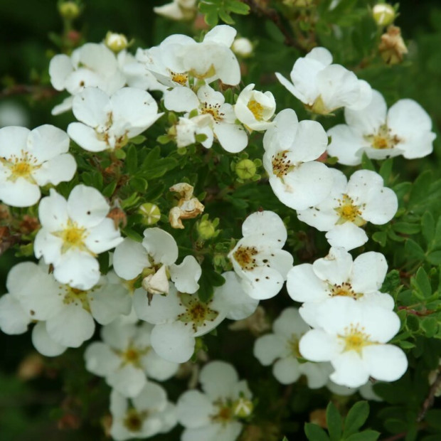 Фото 2. Лапчатка кустарниковая Абботсвуд в каталоге СЦ Корекозево