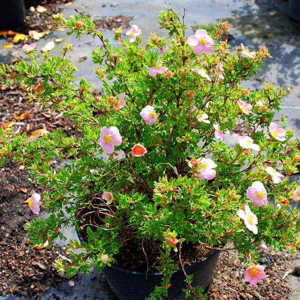 Фото 1. Лапчатка кустарниковая 