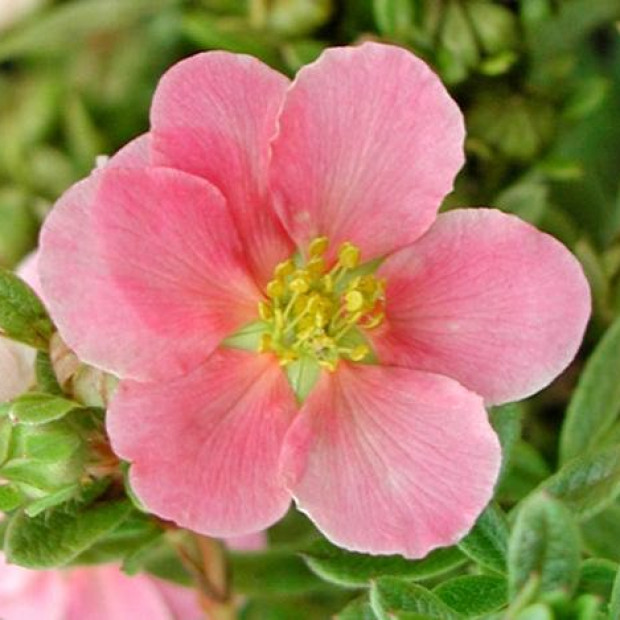 Фото 3. Лапчатка кустарниковая 