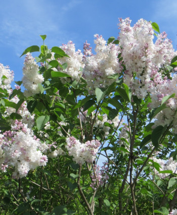 Сирень Красавица Москвы в каталоге СЦ Корекозево