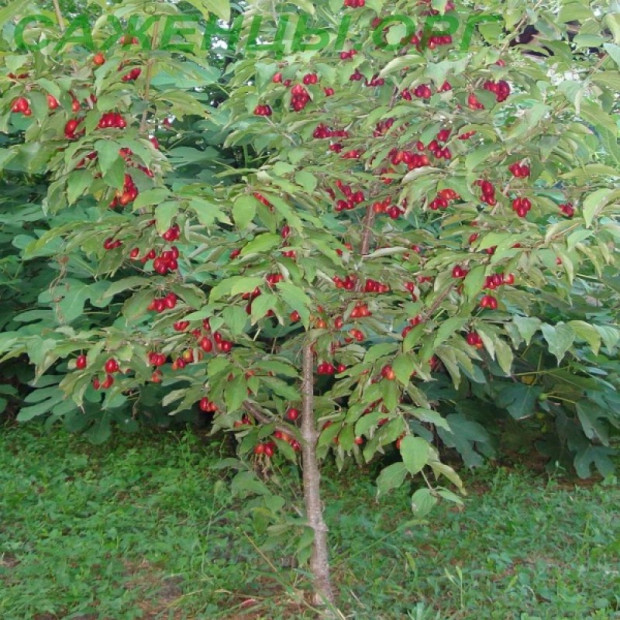 Фото 2. Кизил садовый «Семен» в каталоге СЦ Корекозево