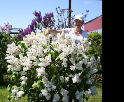 Сирень обыкновенная Маленький принц в каталоге СЦ Корекозево
