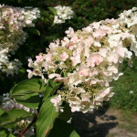 Миниатюра 3. Гортензия метельчатая Юник в каталоге СЦ Корекозево