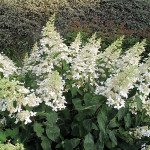 Миниатюра 1. Гортензия метельчатая Юник в каталоге СЦ Корекозево