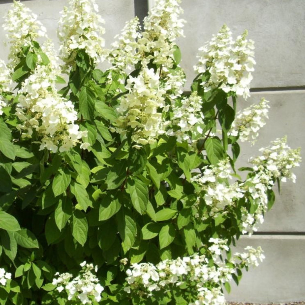 Фото 2. Гортензия метельчатая Юник в каталоге СЦ Корекозево