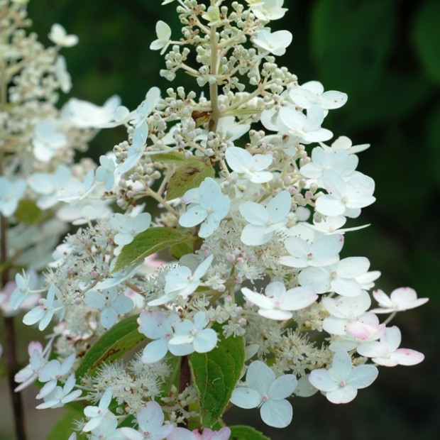 Фото 4. Гортензия метельчатая Юник в каталоге СЦ Корекозево
