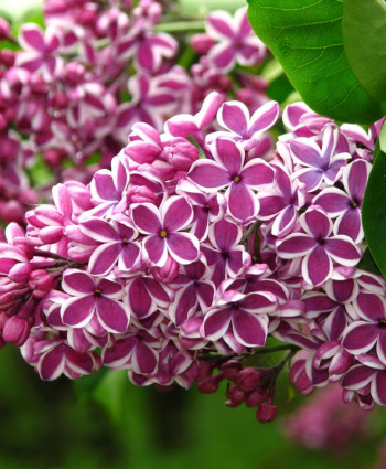 Сирень обыкновенная Сенсация в каталоге СЦ Корекозево