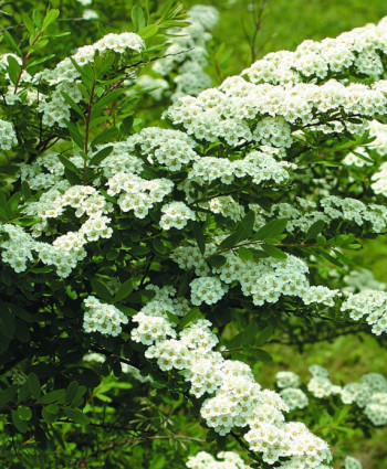 Спирея ниппонская Сноумаунд в каталоге СЦ Корекозево