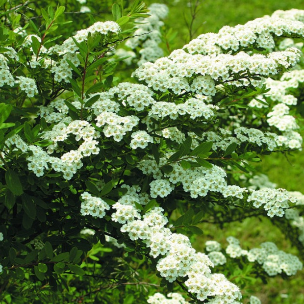 Фото 1. Спирея ниппонская Сноумаунд в каталоге СЦ Корекозево