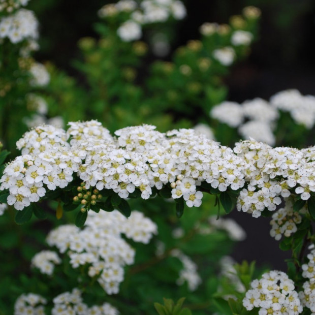 Фото 3. Спирея ниппонская Сноумаунд в каталоге СЦ Корекозево