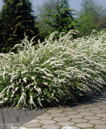Спирея серая Грейфшейм в каталоге СЦ Корекозево