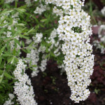 Миниатюра 2. Спирея серая Грейфшейм в каталоге СЦ Корекозево